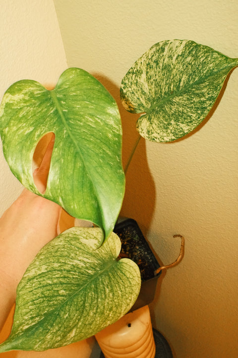 4" High Var. Monstera Deliciosa 'Mint'