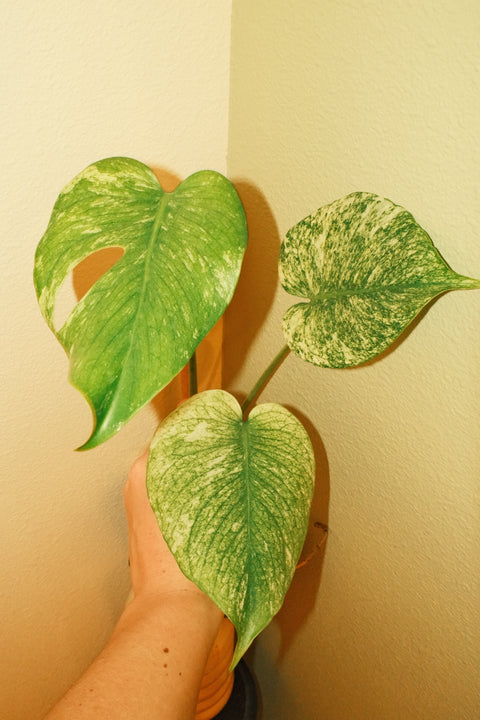 4" High Var. Monstera Deliciosa 'Mint'