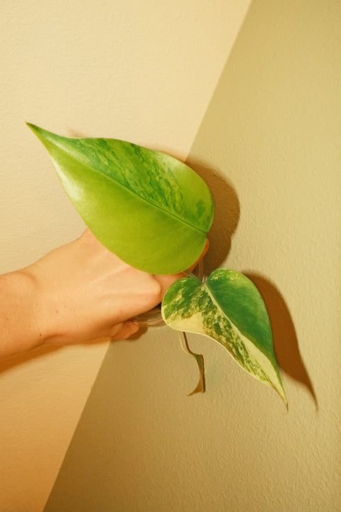 4" Var. Monstera Deliciosa 'Aurea'