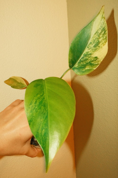 4" Var. Monstera Deliciosa 'Aurea'