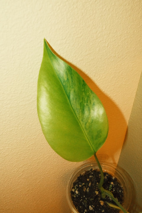 4" Var. Monstera Deliciosa 'Aurea'