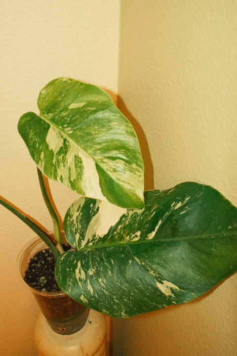 4"  Var. Monstera Albo A20 Top-Cut