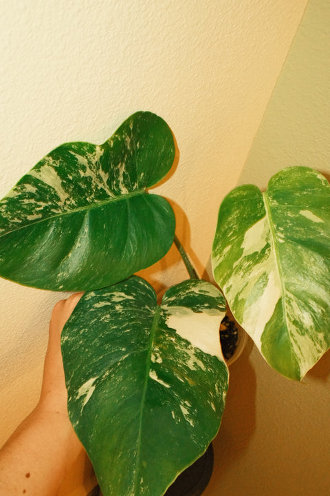 4"  Var. Monstera Albo A20 Top-Cut