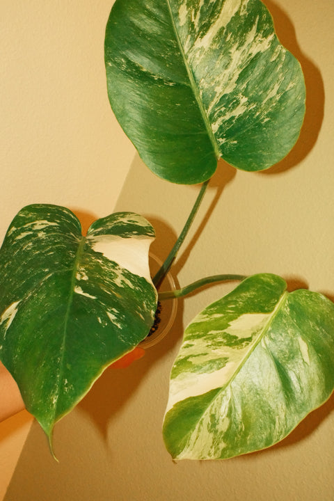 4"  Var. Monstera Albo A20 Top-Cut