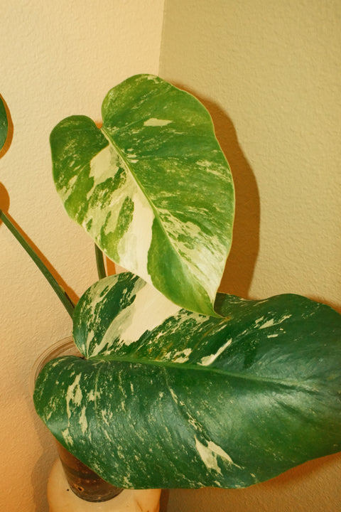 4"  Var. Monstera Albo A20 Top-Cut