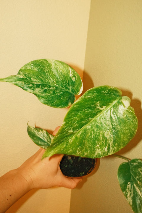 4" Med Var. Monstera Albo A6