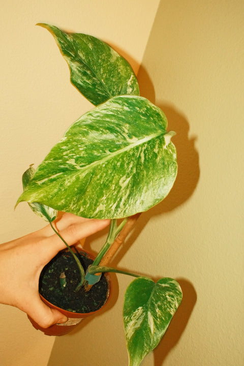 4" Med Var. Monstera Albo A6