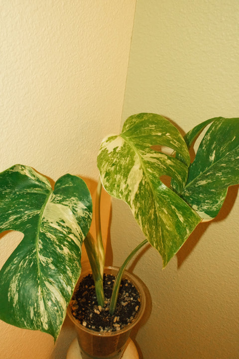4" High Var. Monstera Albo A21 Top-Cut