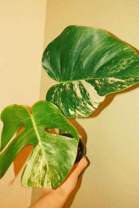 4" Med Var. Monstera Albo A21 Top-Cut
