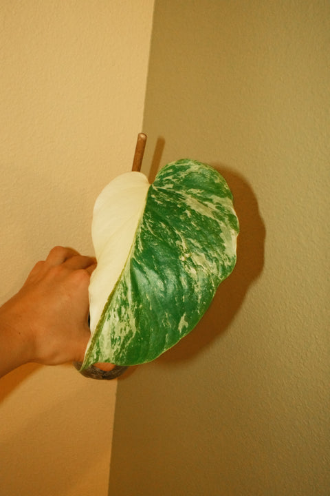 4" High Var. Monstera Albo A23 Half Moon Genetics