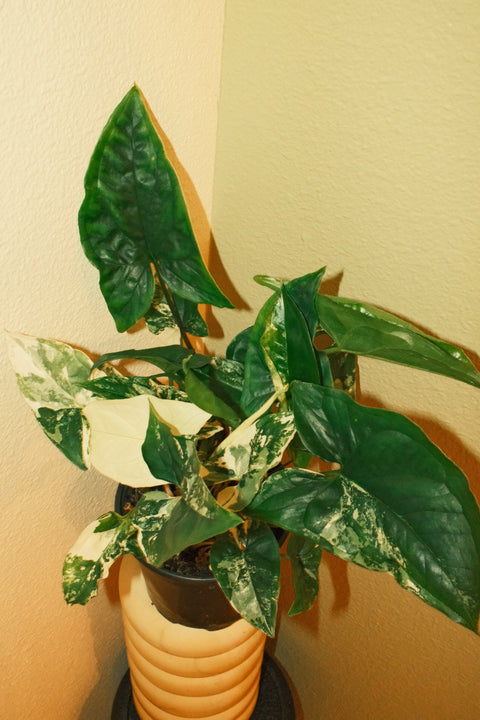 4" Syngonium Albo