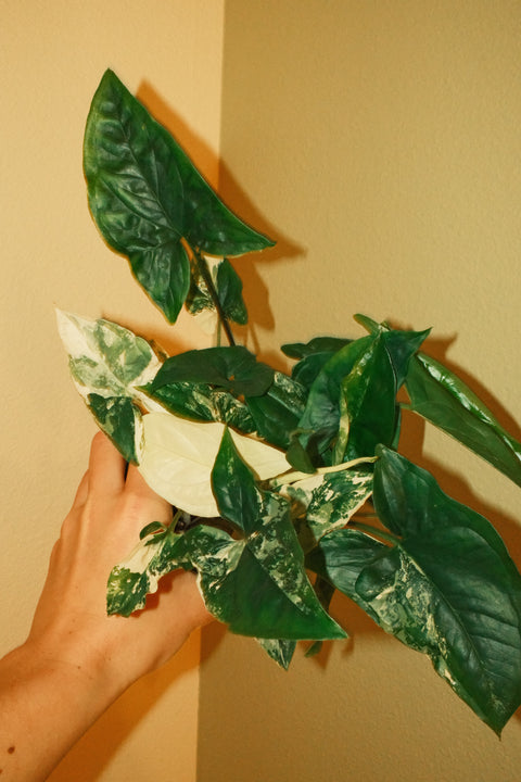 4" Syngonium Albo