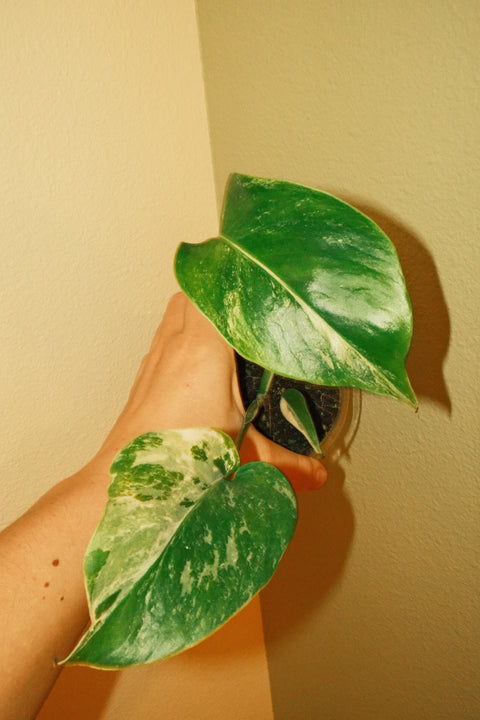 4" Med Var. Monstera Albo A24 Top-Cut