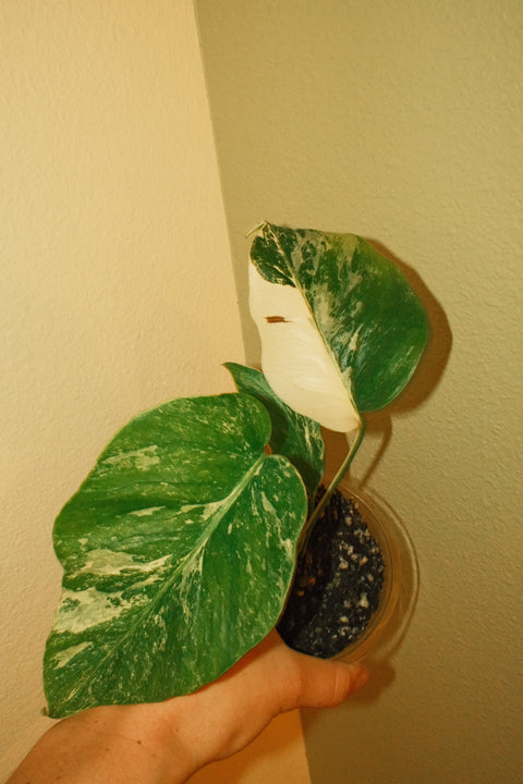 4" High Var. Monstera Albo A24 Half Moon Genetics