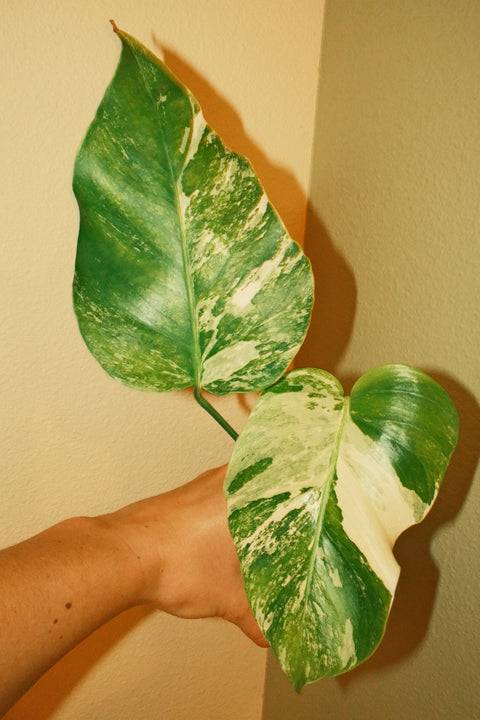 4"  High Var. Monstera Albo A26