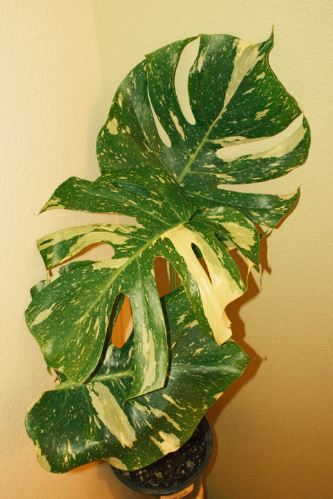 6" Monstera Thai Constellation T10