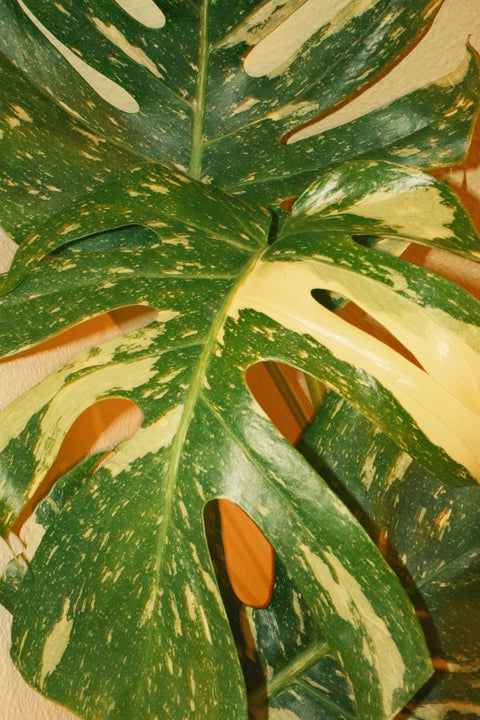 6" Monstera Thai Constellation T10