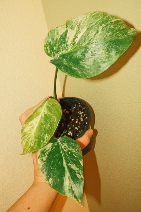 4"  Var. Monstera Albo A27