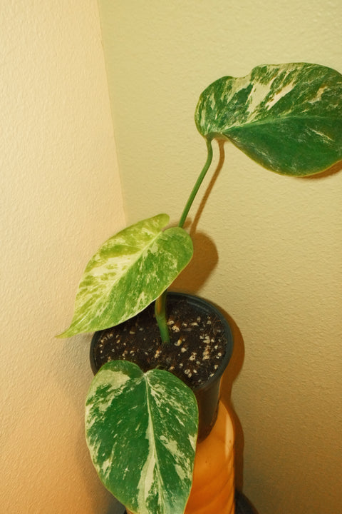 4"  Var. Monstera Albo A27