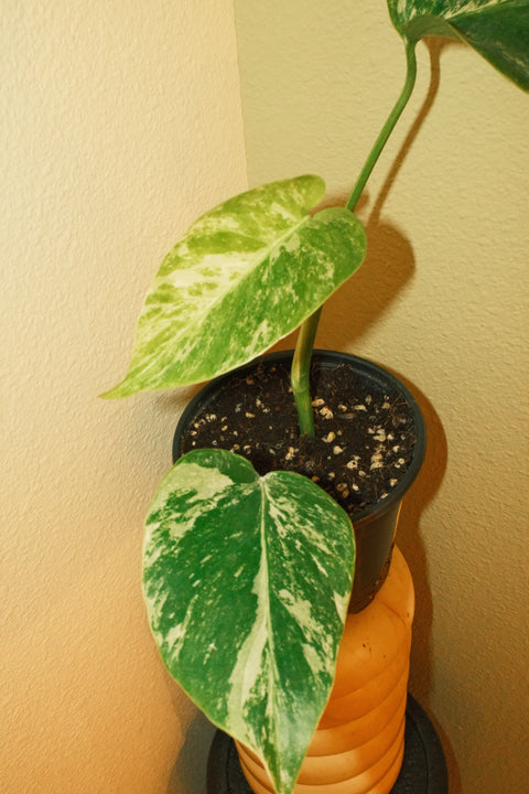 4"  Var. Monstera Albo A27