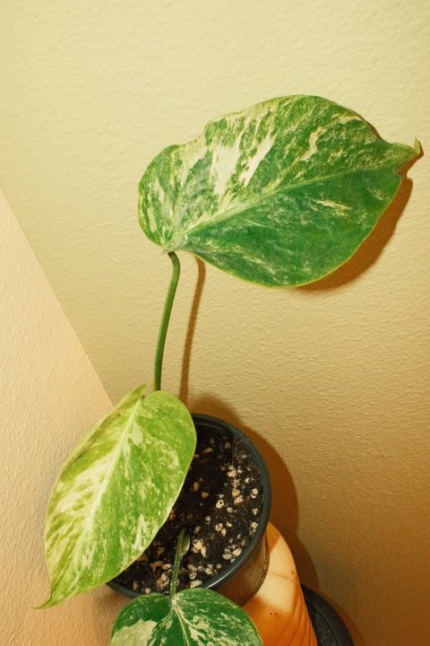 4"  Var. Monstera Albo A27