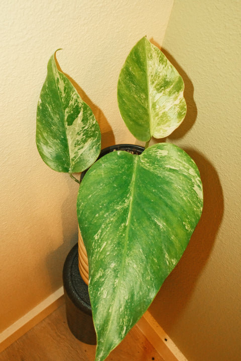 4"  Var. Monstera Albo A28