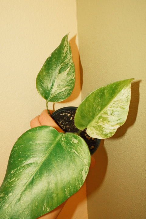 4"  Var. Monstera Albo A28