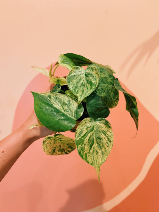 4" Variegated Philodendron Scandens