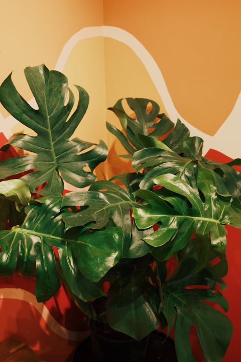 10" Monstera Deliciosa