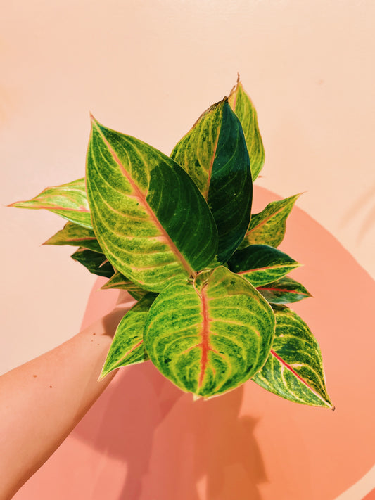 6" Aglaonema 'Golden Flourite'