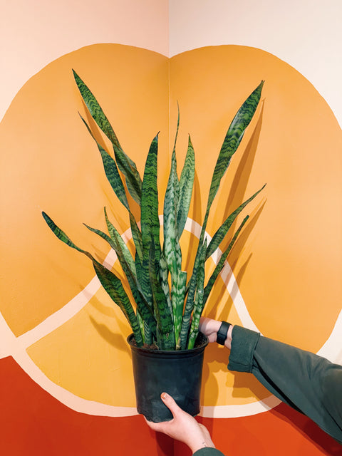 sansevieria zeylanica plant 8" Sansevieria Zeylanica – Viridian Plant Co