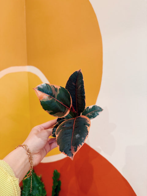 4" Ficus Elastica Ruby