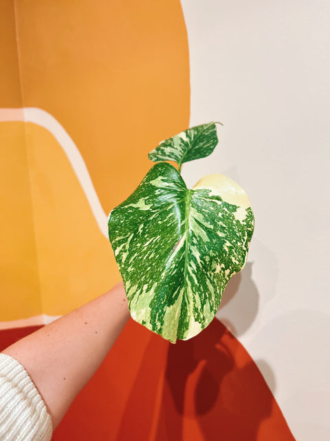 4" Monstera Thai Constellation