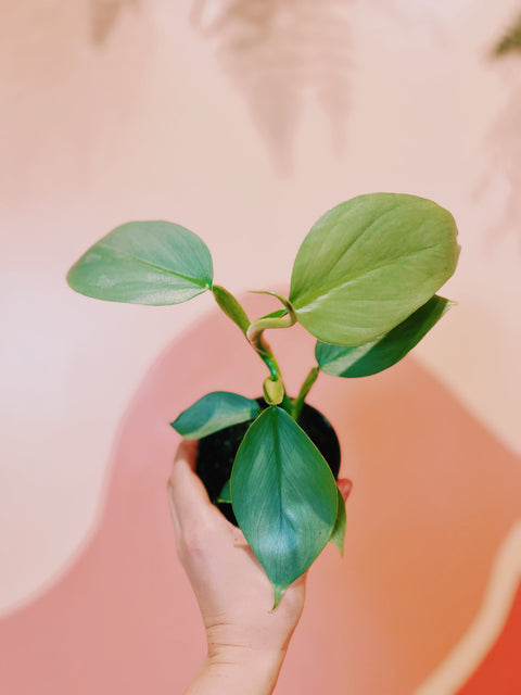 4" Philodendron Silver Sword
