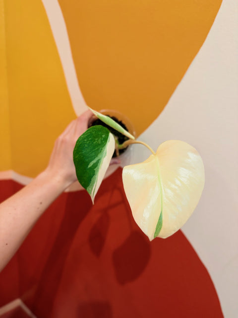 HIGH Variegation Monstera Albo