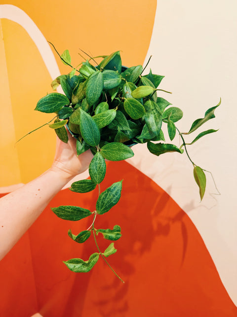 6" Hoya Krohiana 'Fitchii' HB