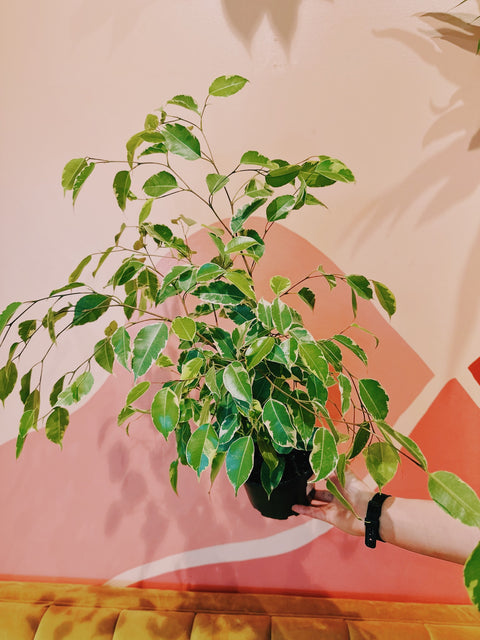 6" Ficus Benjamina 'Variegata'