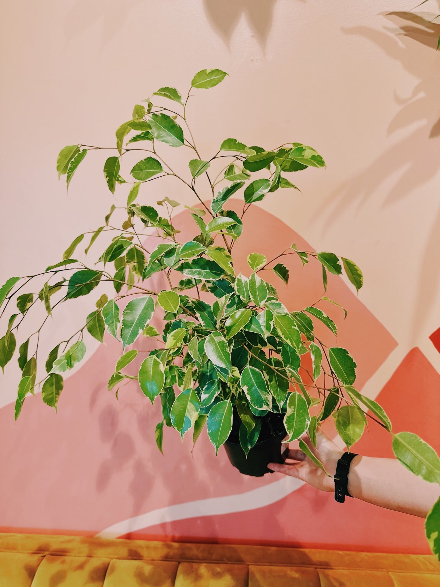 6" Ficus Benjamina 'Variegata'