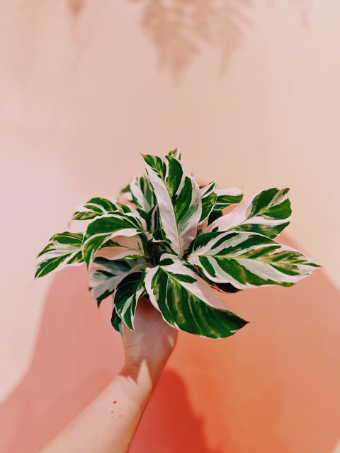 4" Calathea White Fusion