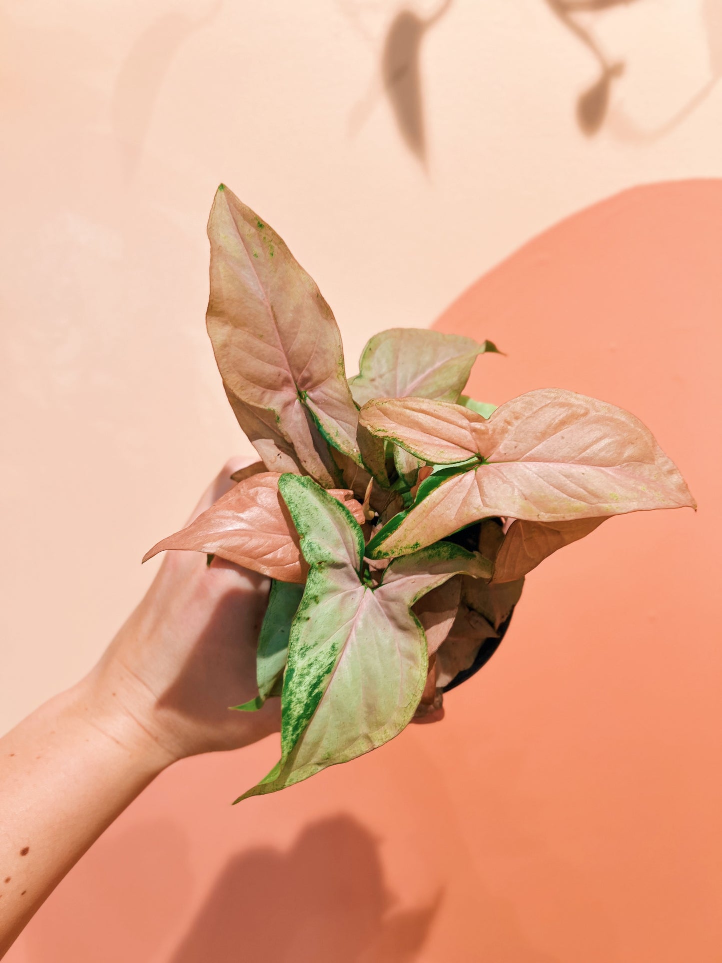 4" Syngonium Thai Pink