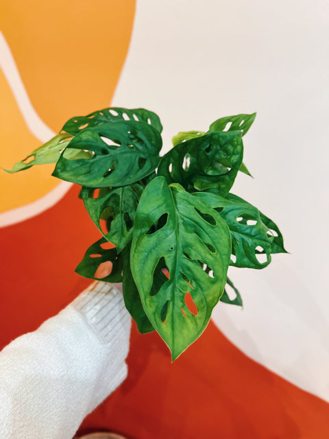 6" Monstera Adansonii