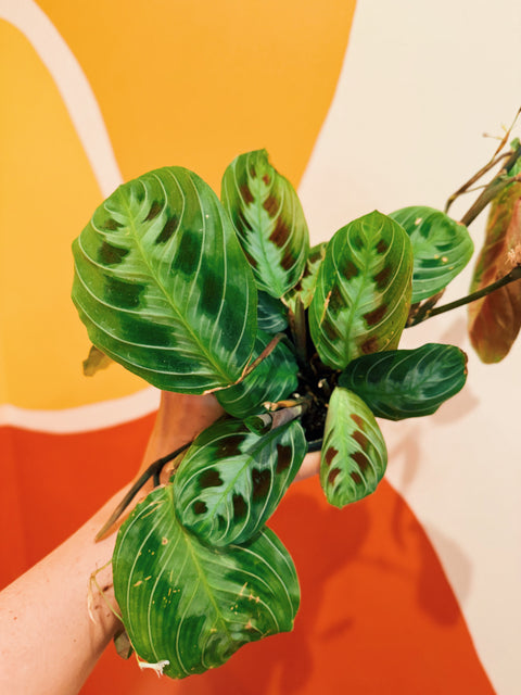 4" Maranta Leuc. 'Massangeana Black'