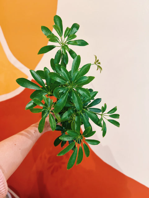 4" Schefflera Arboricola 'Umbrella Tree'
