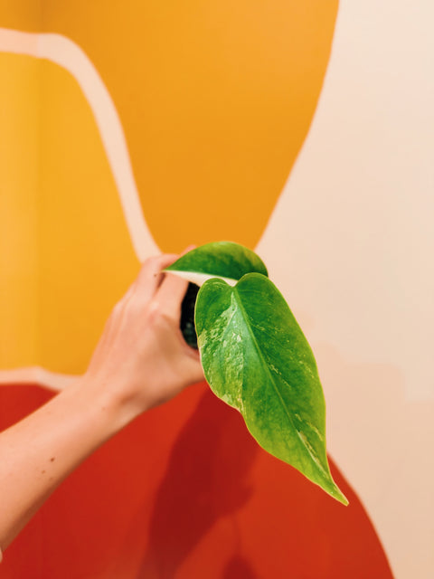 4"  Var. Monstera Albo J