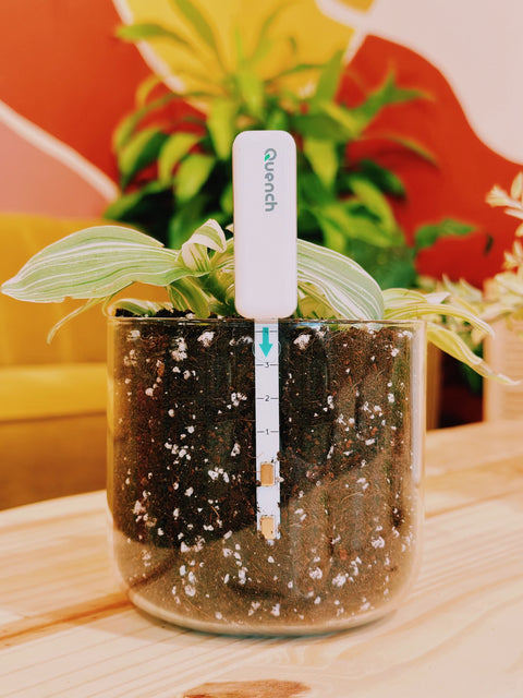 Quench Houseplant Watering Alarm