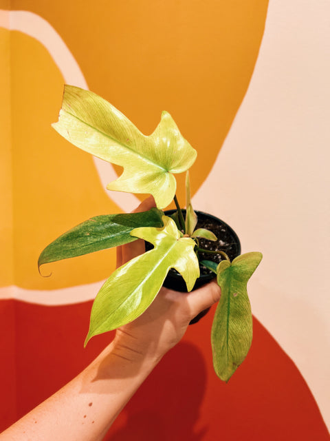 4" Philodendron Florida Ghost Mint