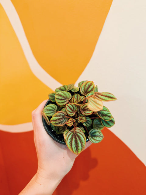 4" Peperomia Albovittata Peacock