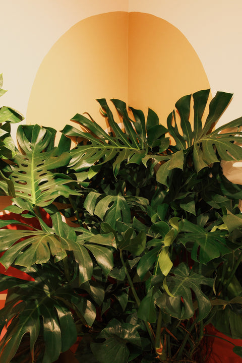 14" Monstera Deliciosa