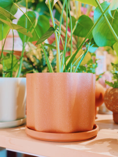 Peaches Wavy Planter