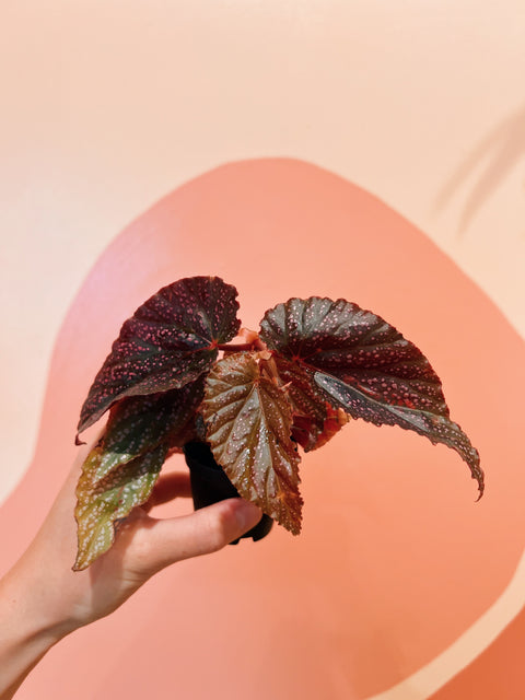 2" Begonia Maculata Pink Spot